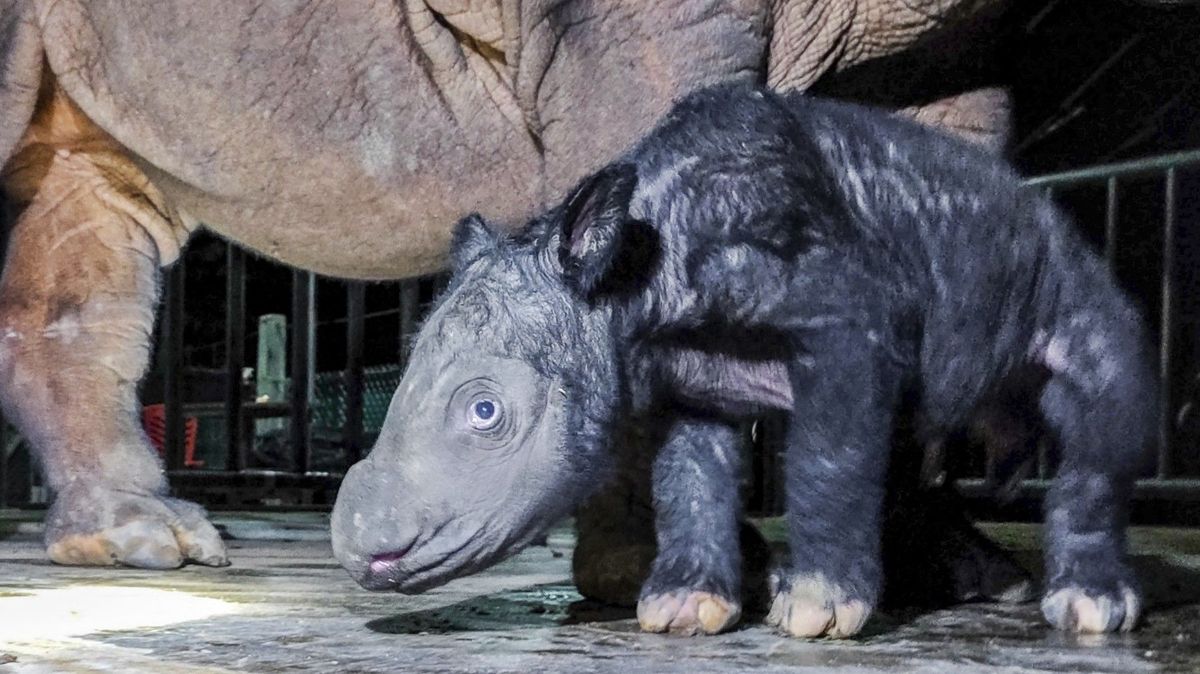 V Indonésii se narodilo mládě kriticky ohroženého druhu nosorožce